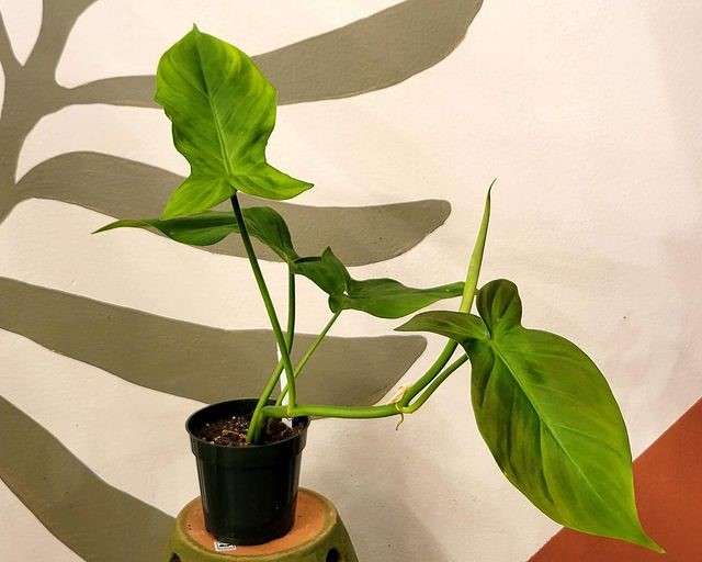 philodendron camposportoanum - styleofhomes.com