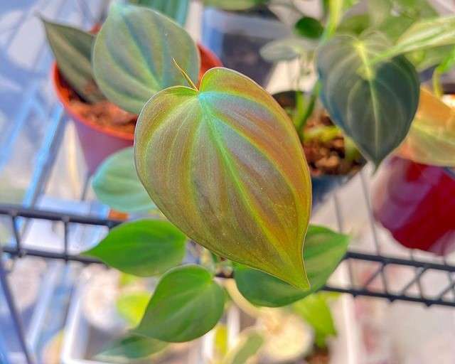 philodendron camposportoanum - styleofhomes.com