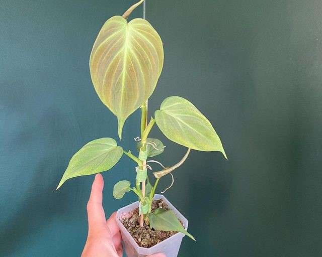 philodendron camposportoanum - styleofhomes.com