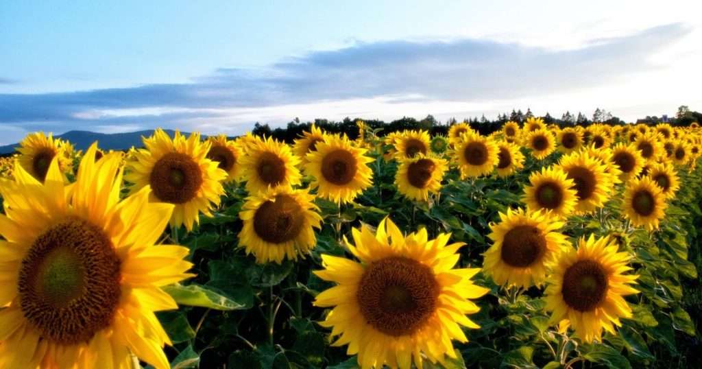 how to dry sunflowers