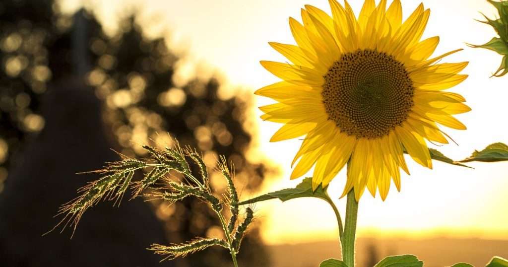 how to dry sunflowers