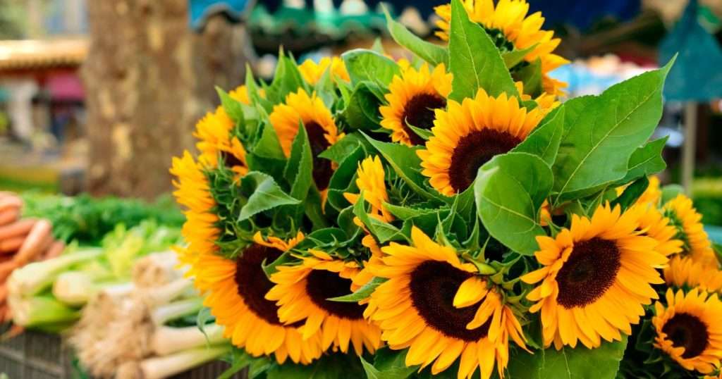 how to dry sunflowers