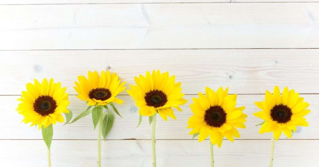 How to dry sunflowers