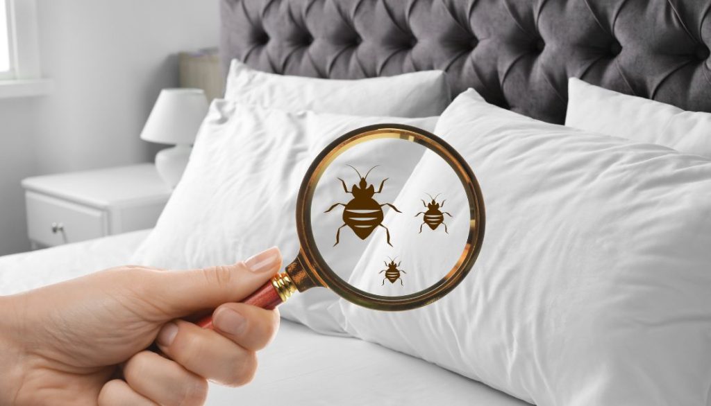 essential oils repel bed bugs