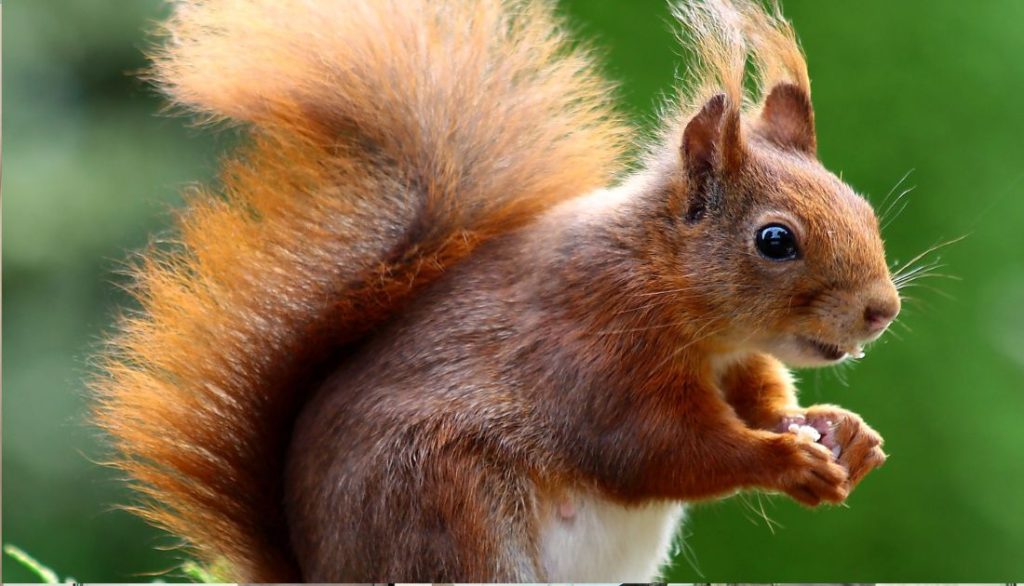 squirrel in roof