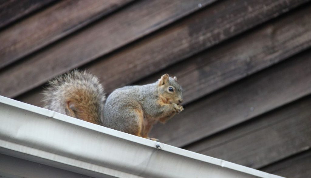 squirrel in roof