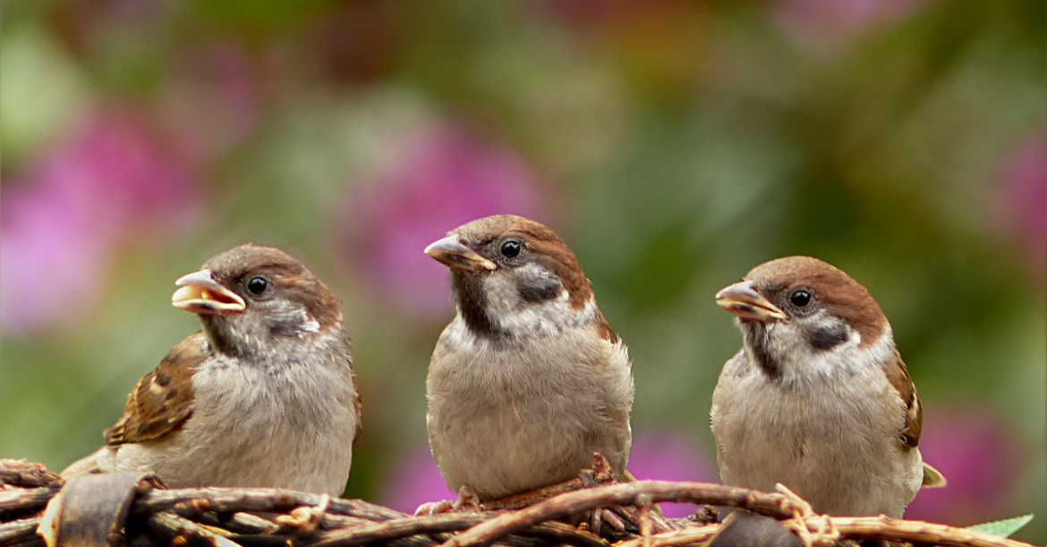how to keep birds from nesting on your porch.